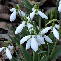 Цветы у дома! :: Валентина Нефёдова Цветы у дома! :: Валентина Нефёдова