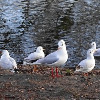 Чайки в городском парке :: Рита Симонова