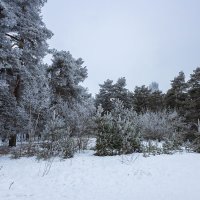 Сосновый бор зимой :: Александр Синдерёв