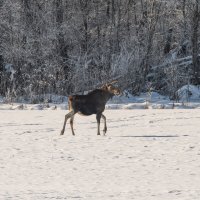 Лосиха гарцует :: Дарья Меркулова