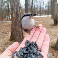 Поползень :: Сапсан 