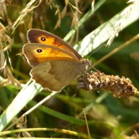 опять про бабочек 454 :: Александр Прокудин