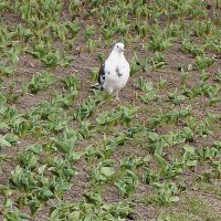 В тюльпанах :: Сеня Белгородский