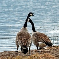 Сладкая парочка :: Alexandеr P