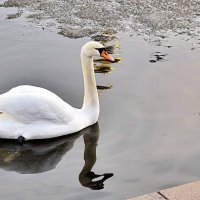 Одинокий лебедь на пруду. :: Татьяна Помогалова