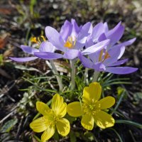 У цветов не бывает будней. Они всегда одеты празднично!... :: Галина 
