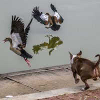 ...как за птичками ходил...(серия) :: Осень 