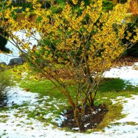 Озарский гамамелис(Hamamelis vernalis) :: Aida10 