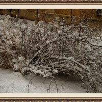 Снег :: Анатолий Чикчирный Снег :: Анатолий Чикчирный