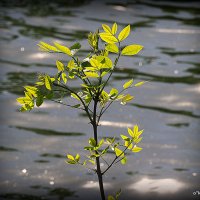 у природы свои законы :: Олег Лукьянов