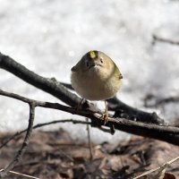 Королек. :: Алексей .