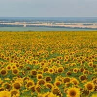 Солнечная долина :: Надежда Куркина