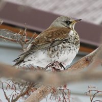 Дрозд рябинник :: Любовь Сахарова