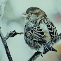 Весь корм засыпало :: Людмила Смородинская