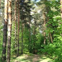 лес. :: марта Камушкина
