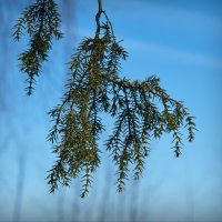 Еловая ветка :: lady v.ekaterina Еловая ветка :: lady v.ekaterina