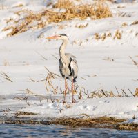 Серая цапля на берегу Ижоры :: Дарья Меркулова