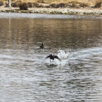 За мечтой.... :: Светлана Тихонина