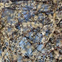 Природа 20 марта 5 :: Александр Прокудин Природа 20 марта 5 :: Александр Прокудин