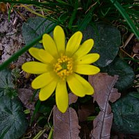 весёлый март :: Елена Шаламова весёлый март :: Елена Шаламова