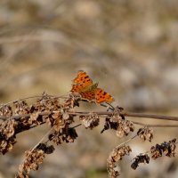 Углокрыльницы, снятые сегодня   1 :: Александр Прокудин