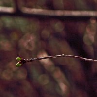 Будущие вишенки :: Юрий Гайворонскiий