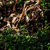 На грядке :: Юрий Гайворонскiий