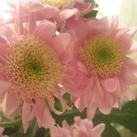 Нежность :: Елена Семигина Нежность :: Елена Семигина