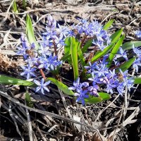 Пролесковый мёд :: Сеня Белгородский