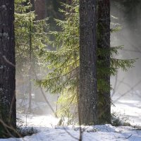 таежная весна :: александр 