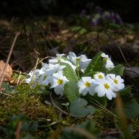 Весна :: Сергей Весна :: Сергей