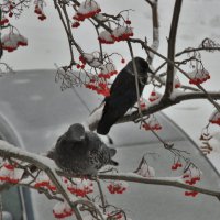 После снегопада. :: Венера Чуйкова