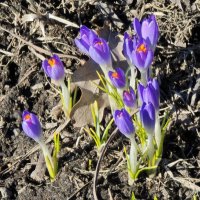 Первые крокусы расцвели в Царицыно :: <<< Наташа >>>