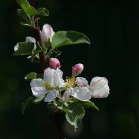 Цветение яблони :: Сергей Швечков Цветение яблони :: Сергей Швечков