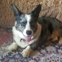 Чак в гостях. :: Ольга Довженко