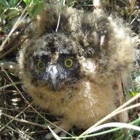 Птенец болотной совы :: Anna Ivanova