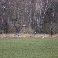 Журавли... :: Вячеслав Макушин
