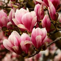 Утренний аромат магнолии :: Юрий. Шмаков