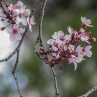 Весенние цветы :: Валентин Семчишин