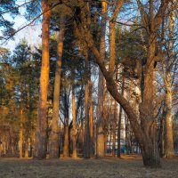 Природа в Городе :: юрий поляков Природа в Городе :: юрий поляков