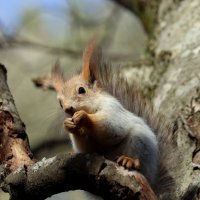 Белки парка Кисловодска. :: Александр Кондаков