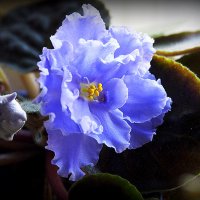 маленькие радости :: Олег Лукьянов