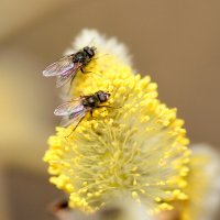 Природа 22 марта 3 :: Александр Прокудин Природа 22 марта 3 :: Александр Прокудин