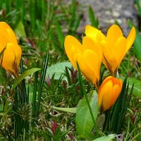 Оранжевые крокусы :: Милешкин Владимир Алексеевич 