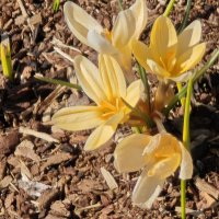 Крокусы :: <<< Наташа >>>