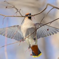 Свиристель. :: Виктор Иванович Чернюк