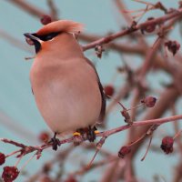 Свиристель :: Любовь Сахарова