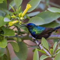 Палестинская нектарница. (Тест нового поляризационного фильтра) :: Alexander Amromin