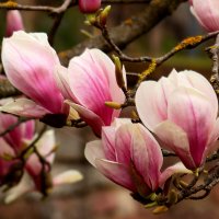 Доброе утро :: Юрий. Шмаков