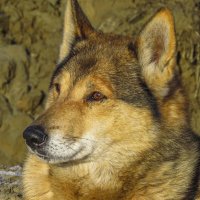 Друг человека :: Сергей Цветков